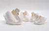 Gold_beaked_Swans_group_RPULBGPV92YN.jpg